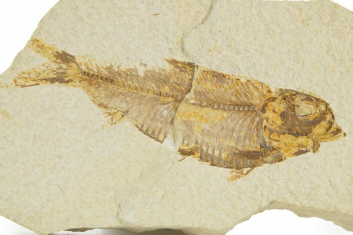 Detailed Fossil Fish (Knightia alta) - Wyoming #331070